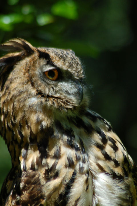 Eagle Owl 2