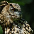 Eagle Owl 2