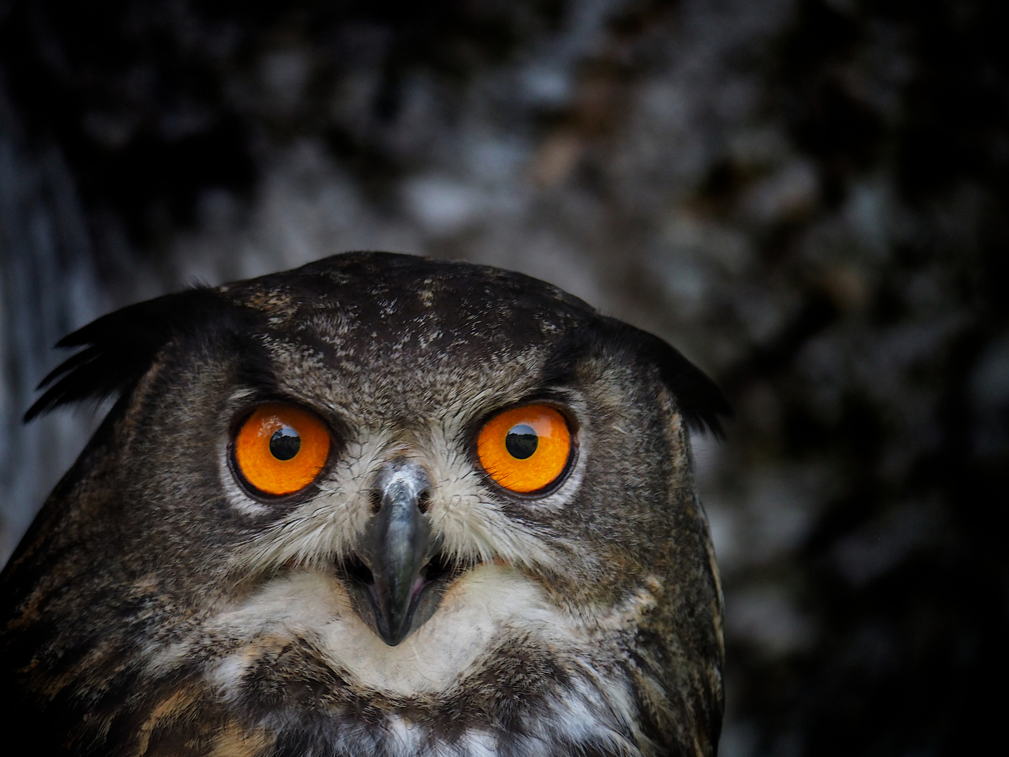 Eagle Owl