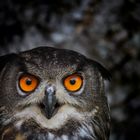 Eagle Owl