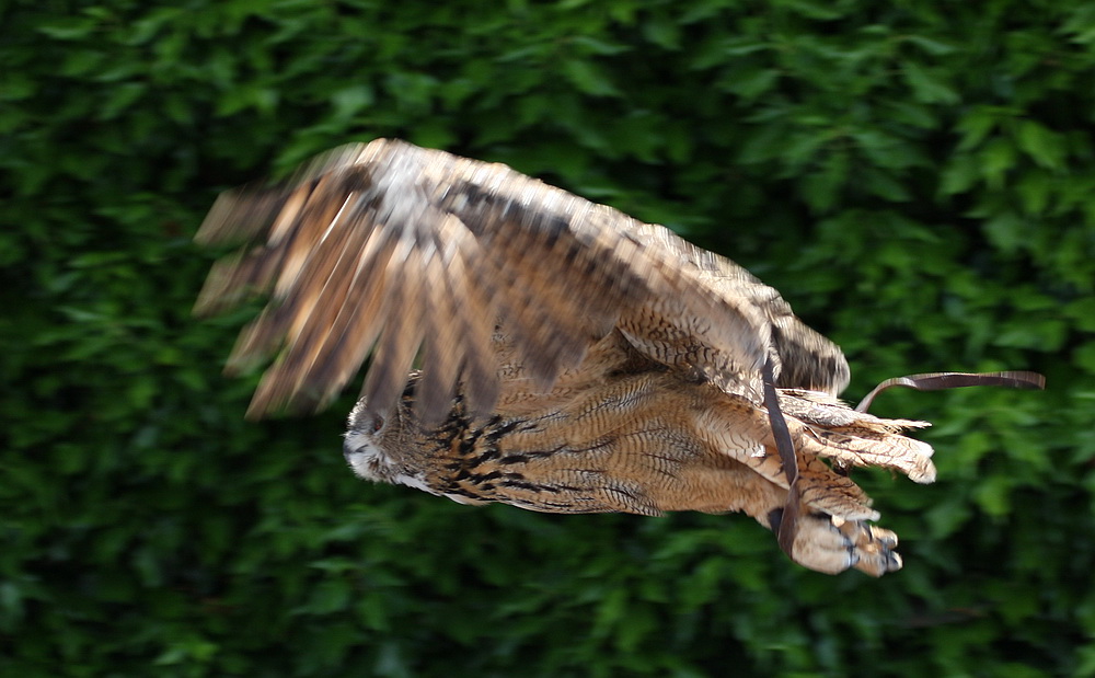 Eagle Owl