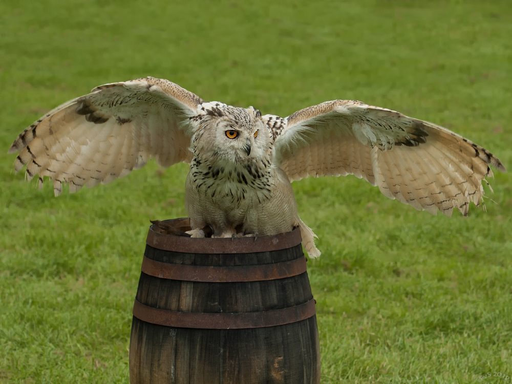 Eagle-Owl