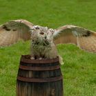 Eagle-Owl