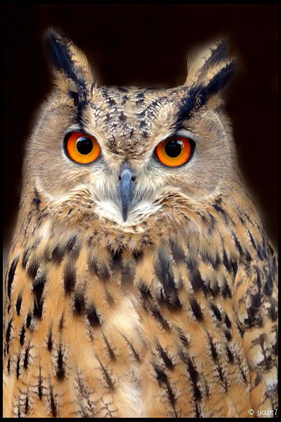 EAGLE OWL