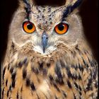 EAGLE OWL