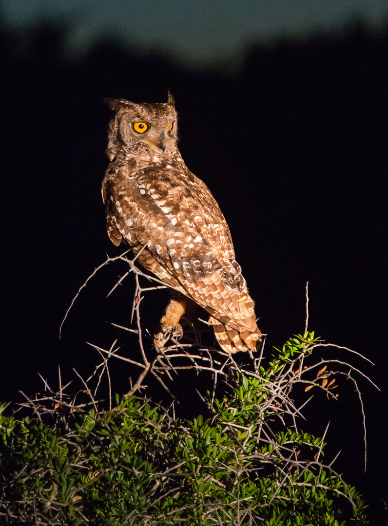 Eagle Owl