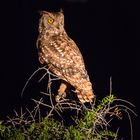 Eagle Owl