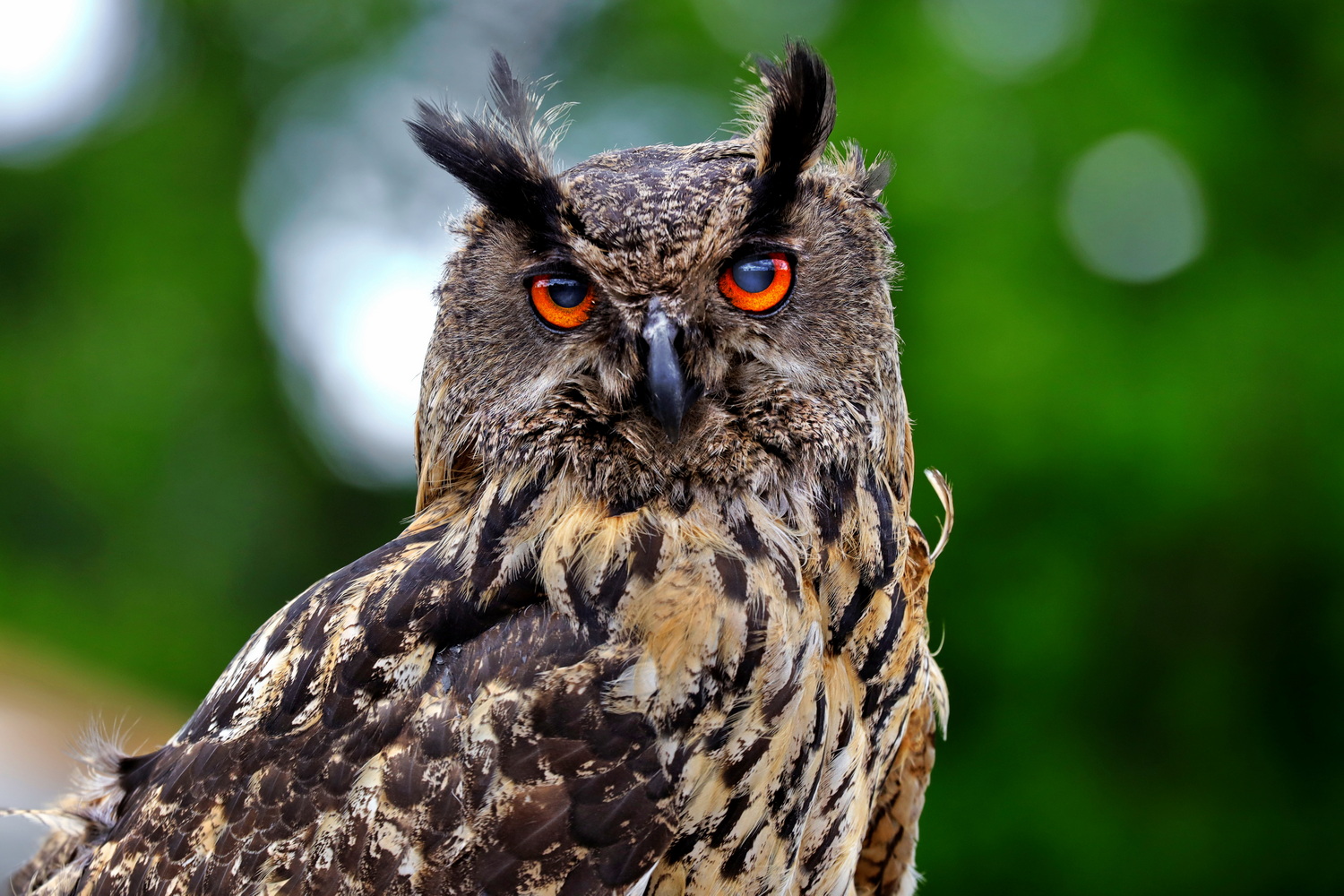 Eagle owl