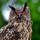 Eagle owl