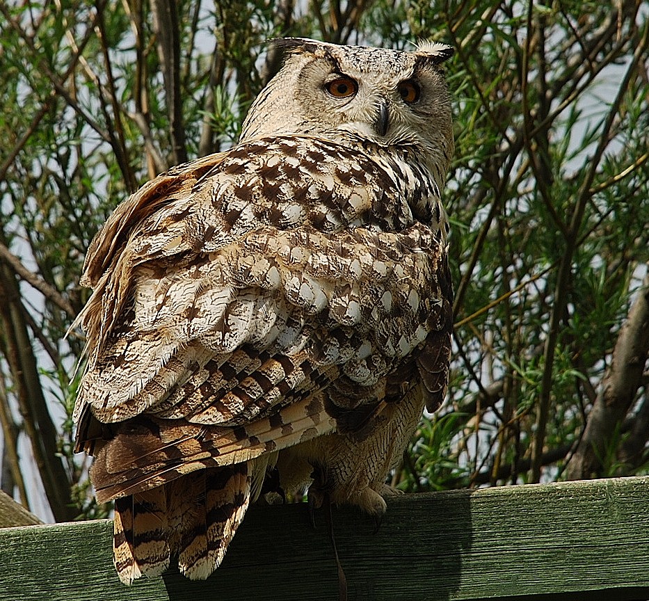 Eagle Owl