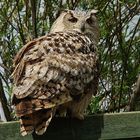 Eagle Owl