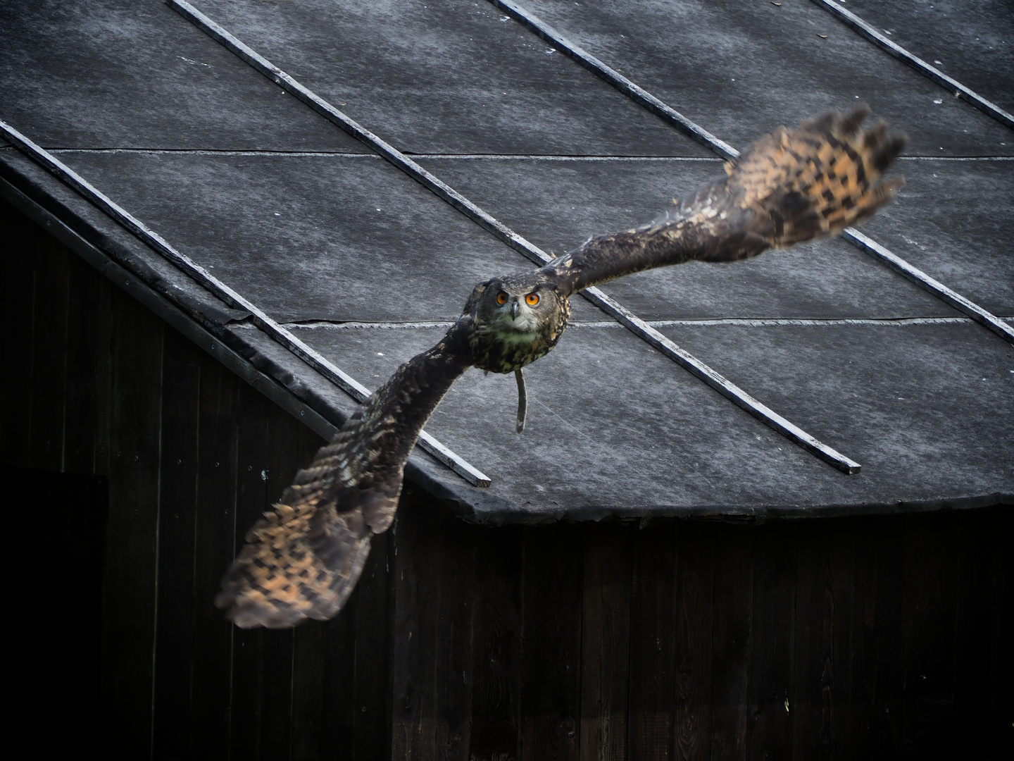 Eagle Owl Approaching