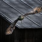 Eagle Owl Approaching