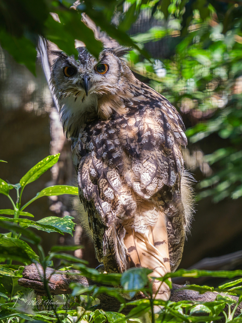 Eagle Owl (Bubo Bubo)