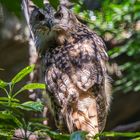 Eagle Owl (Bubo Bubo)