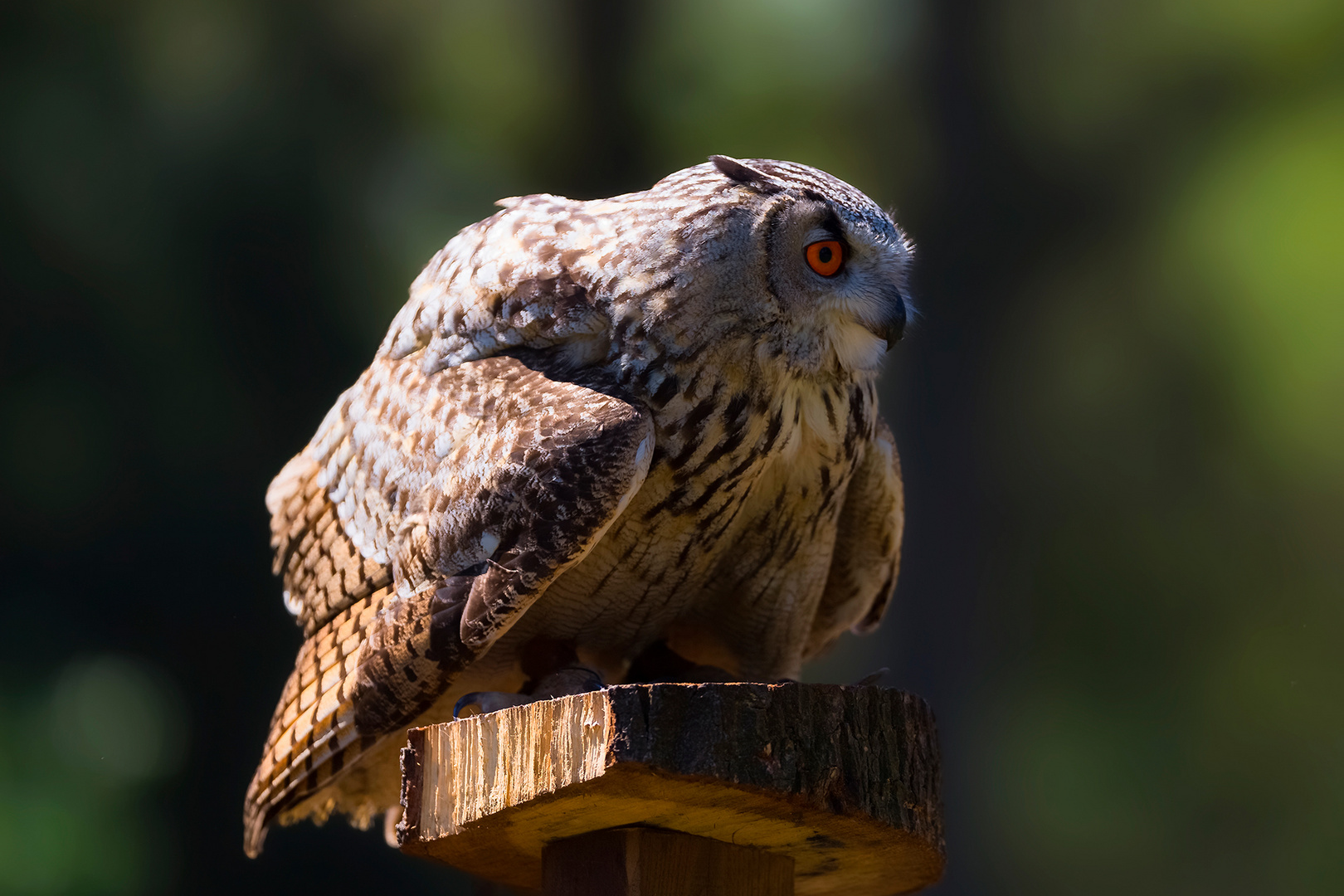 eagle owl