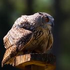 eagle owl