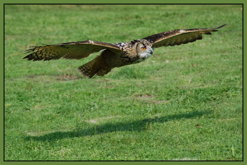 Eagle-Owl