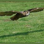 Eagle-Owl