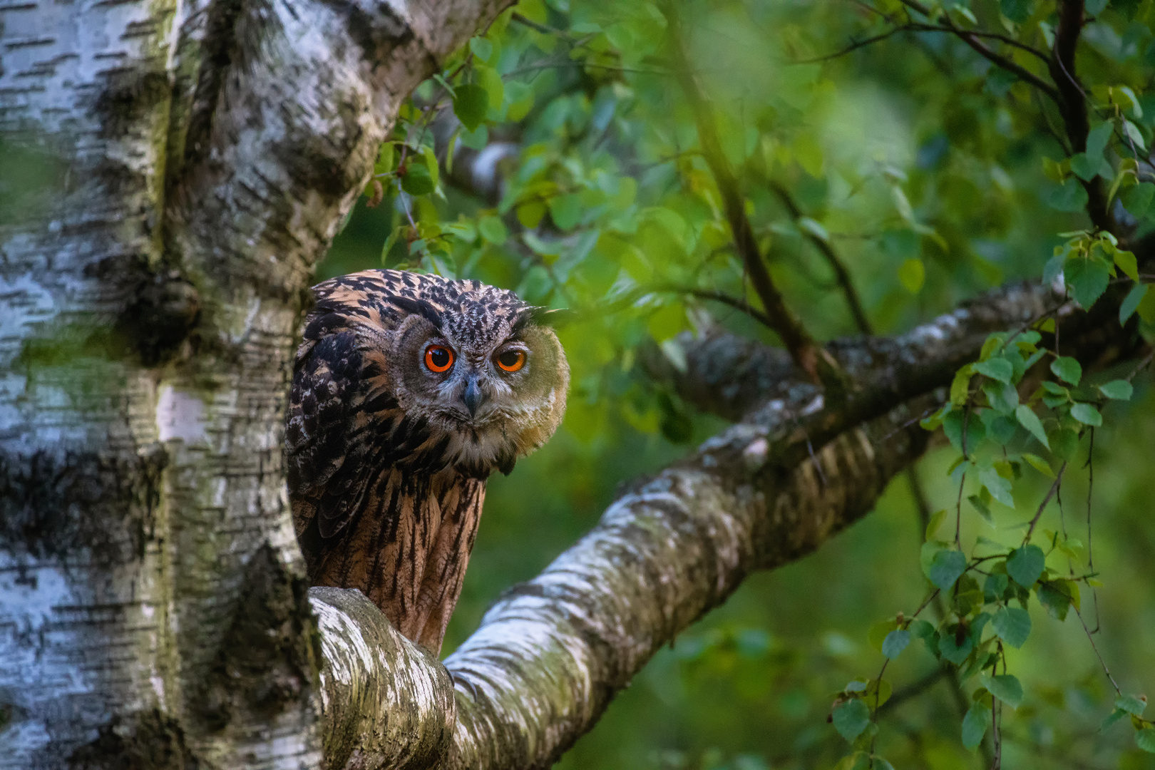 Eagle Owl