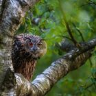 Eagle Owl