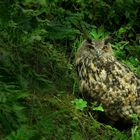 Eagle-Owl