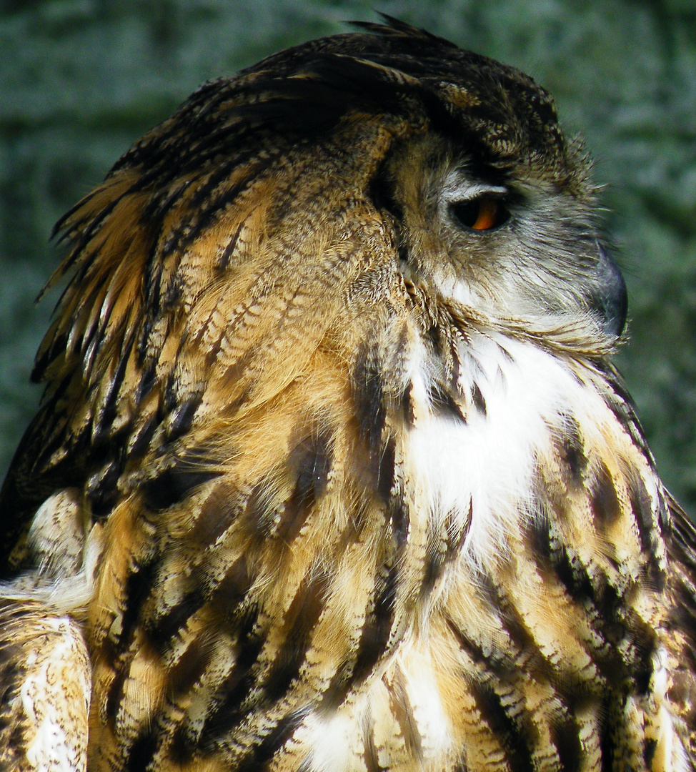 Eagle Owl