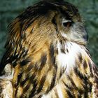 Eagle Owl