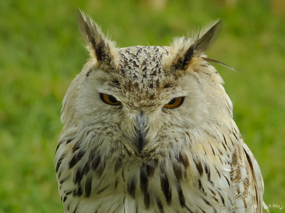 Eagle Owl ( OEHOE )