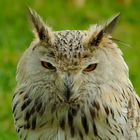 Eagle Owl ( OEHOE )