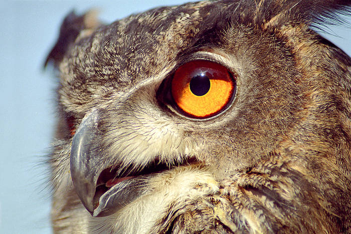 eagle owl's eye