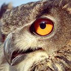 eagle owl's eye