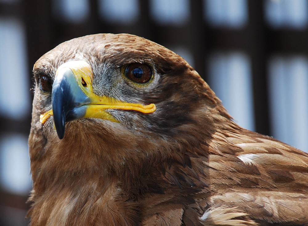 Eagle portrait