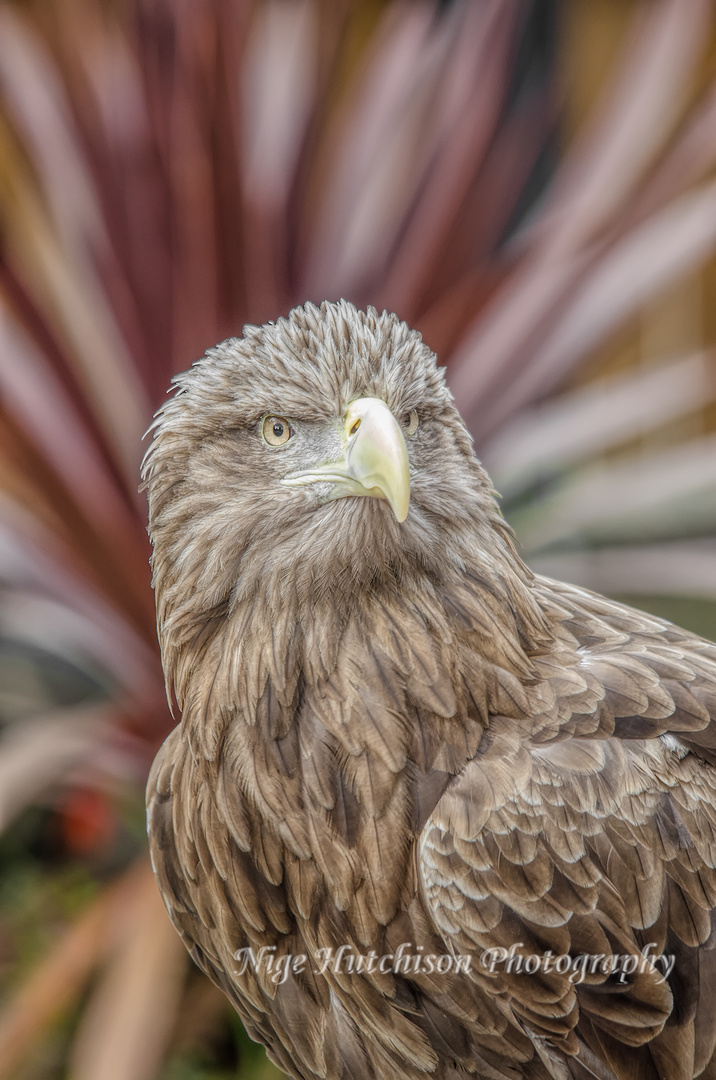 eagle portrait