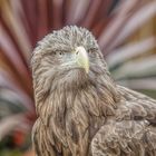 eagle portrait