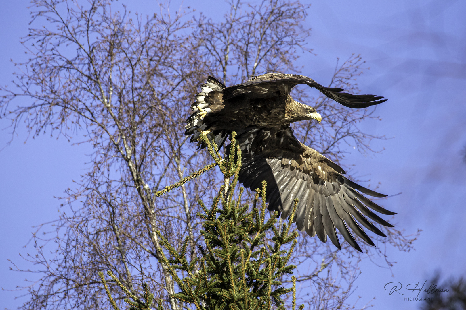 Eagle power!