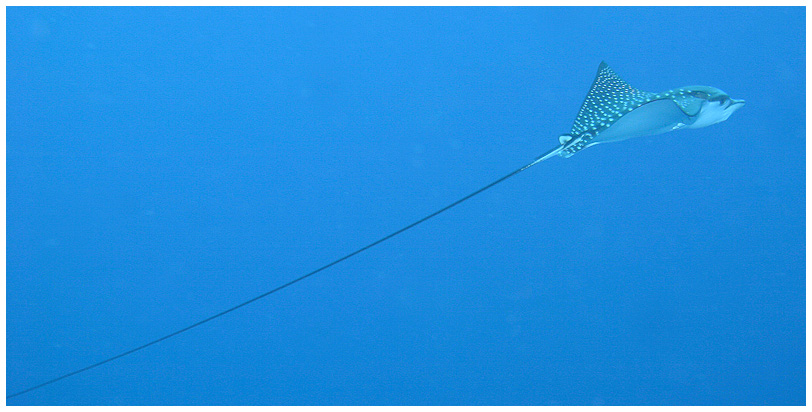 Eagle Ray