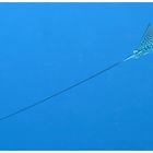 Eagle Ray