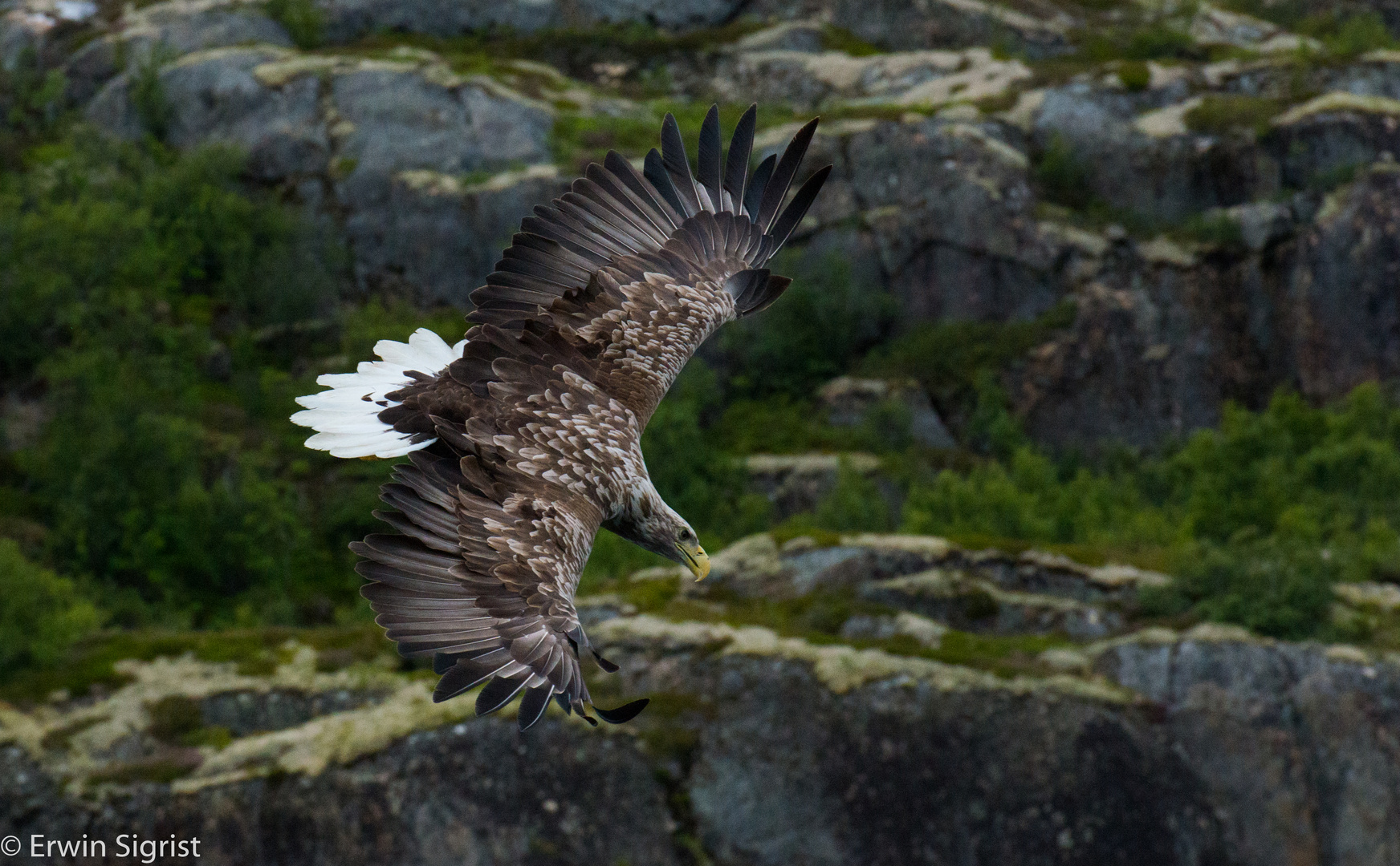 Eagle safari in Norway