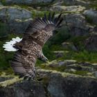 Eagle safari in Norway