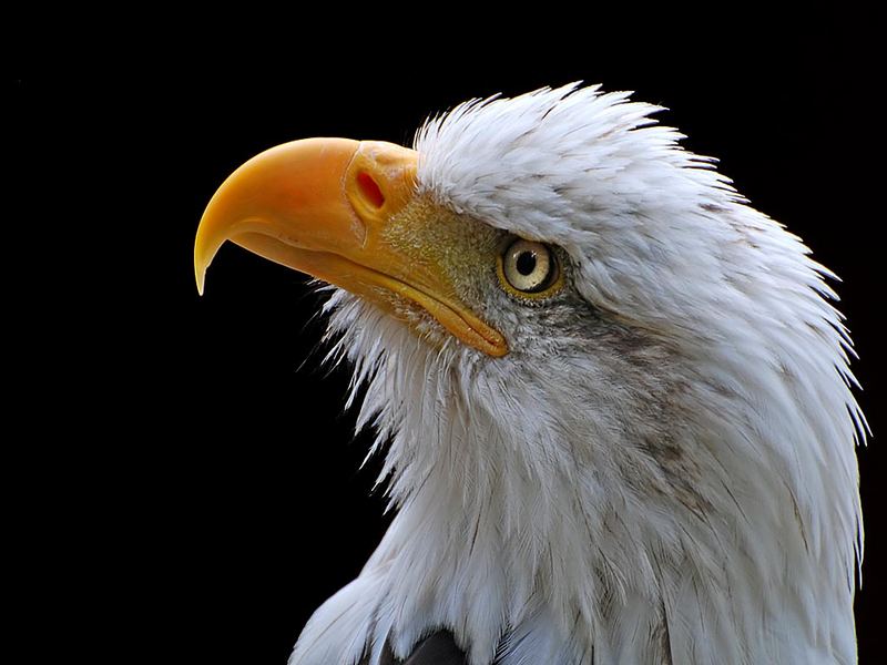 Eagle stare