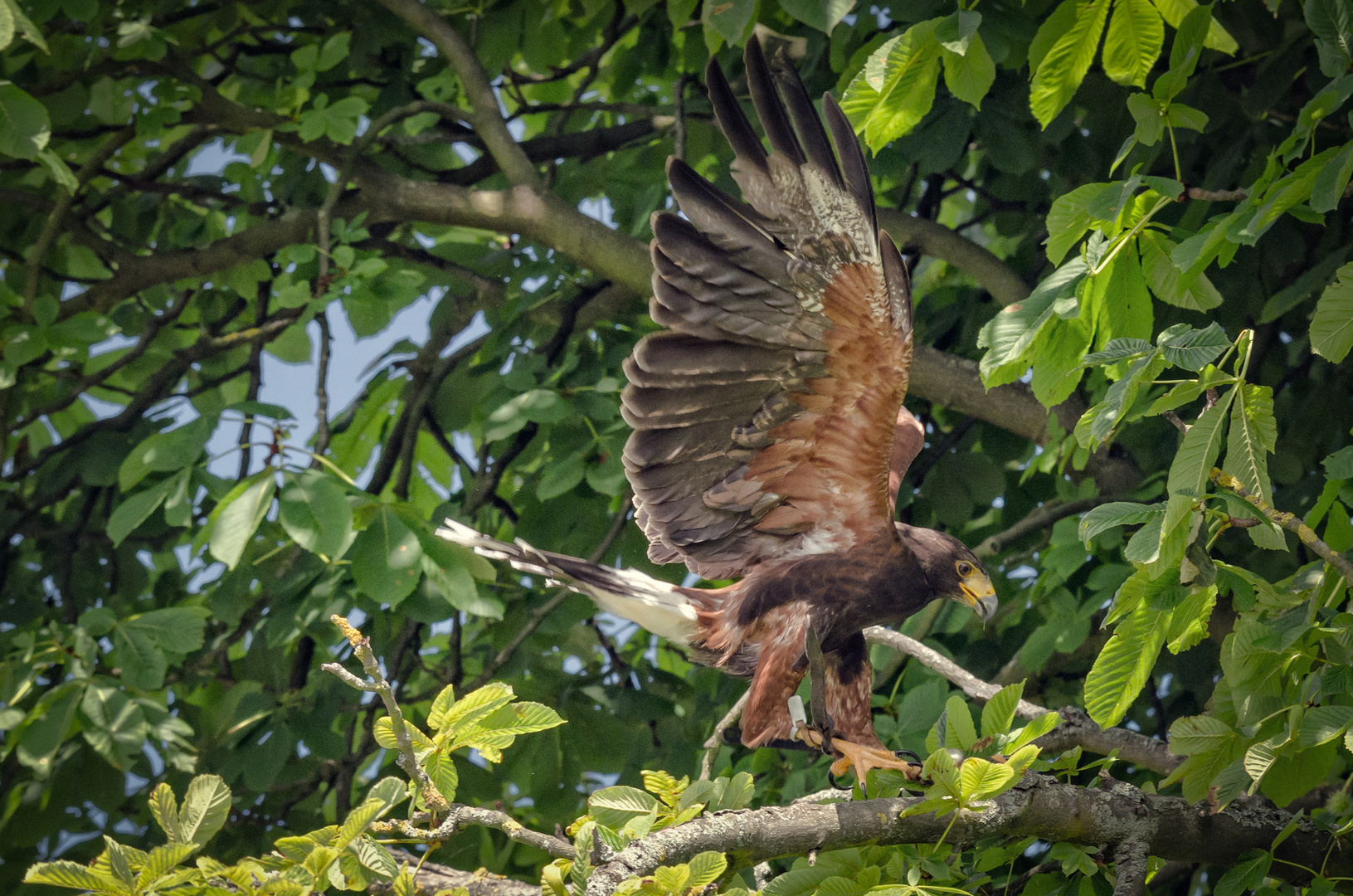 Eagle taking a break from exploring!