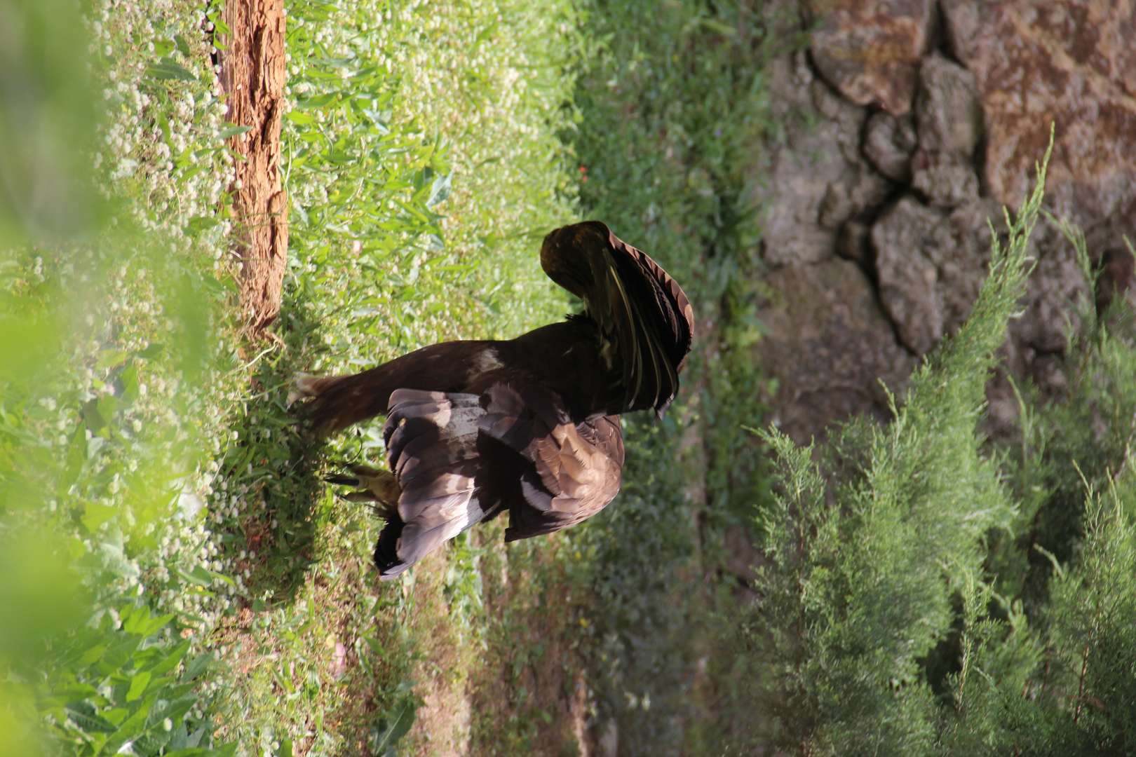 Eagle Walking