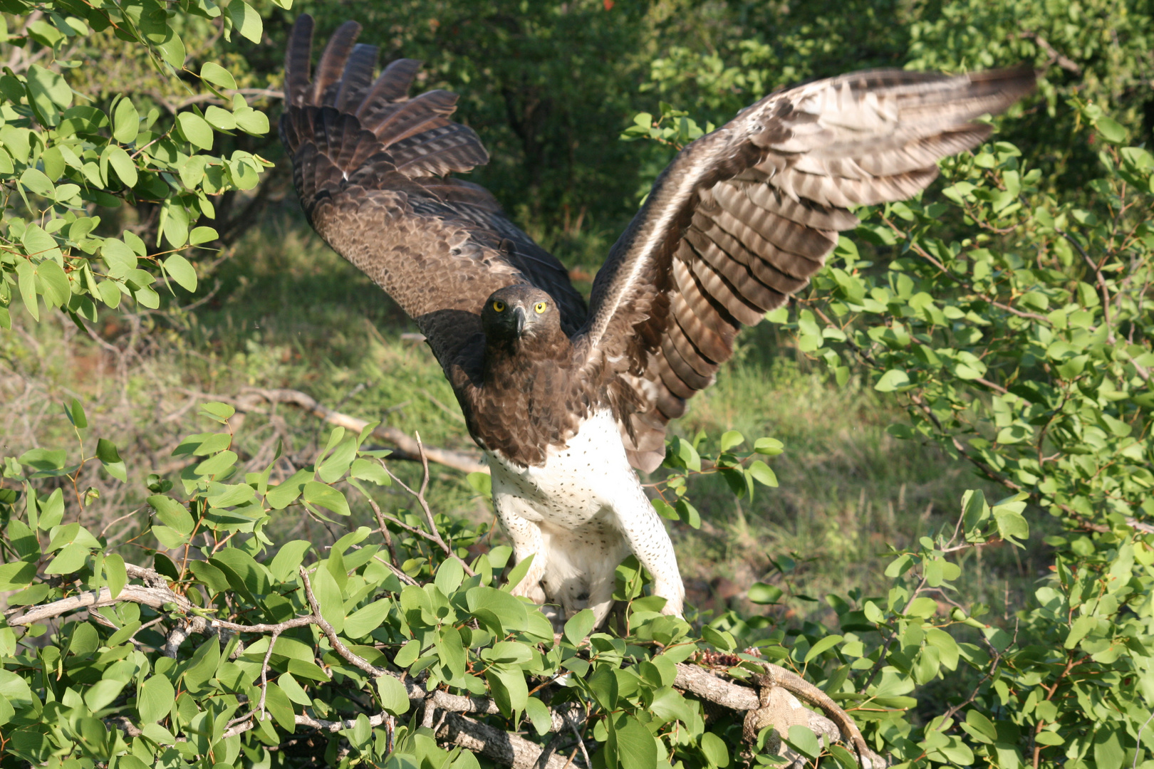 Eagle with prey