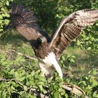 Eagle with prey