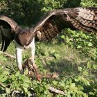 Eagle with prey (ii)