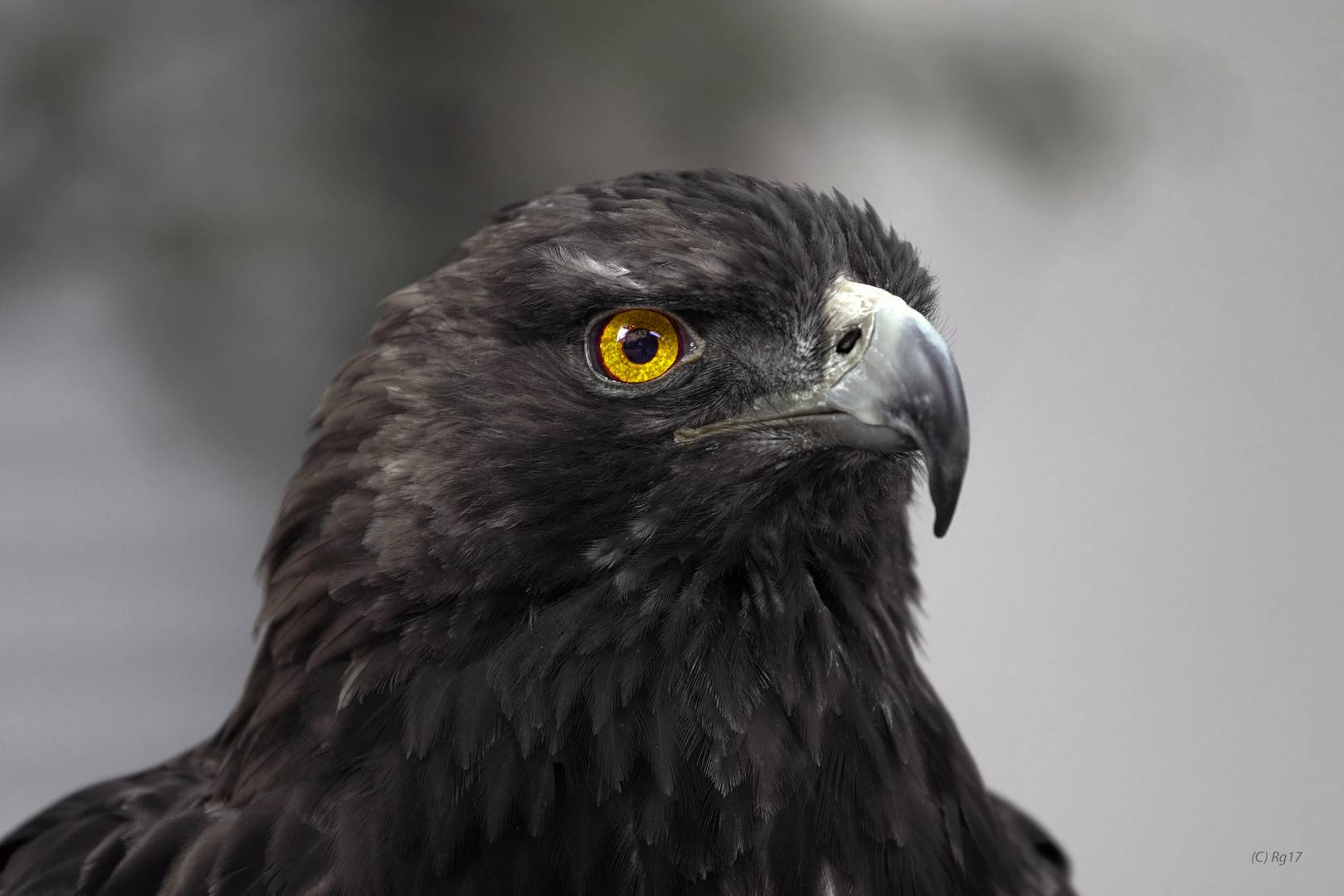 eagleeye Foto & Bild tiere, zoo, wildpark & falknerei, natur Bilder