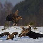 Eagles