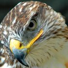 eagle`s eye