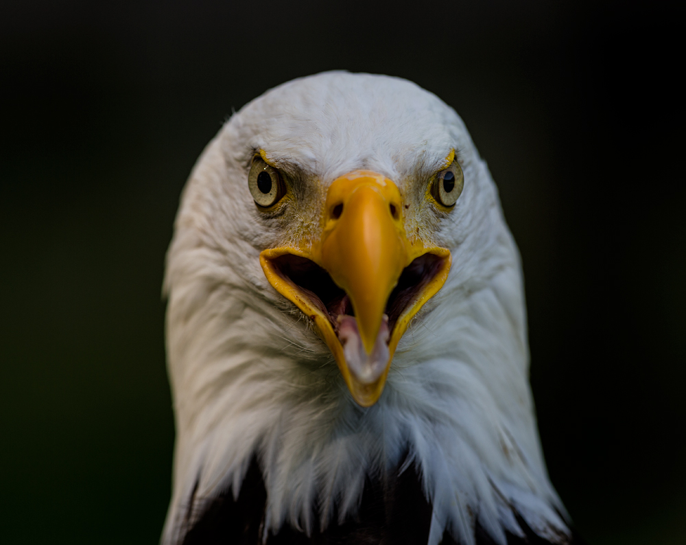 Eagle`s eyes II